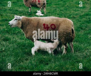 Moutons avec leurs agneaux dans la campagne - Lantic Bay, Cornwall Royaume-Uni Banque D'Images