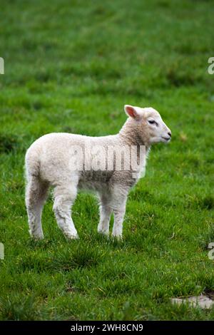 Moutons avec leurs agneaux dans la campagne - Lantic Bay, Cornwall Royaume-Uni Banque D'Images