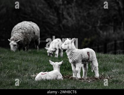 Moutons avec leurs agneaux dans la campagne - Lantic Bay, Cornwall Royaume-Uni Banque D'Images