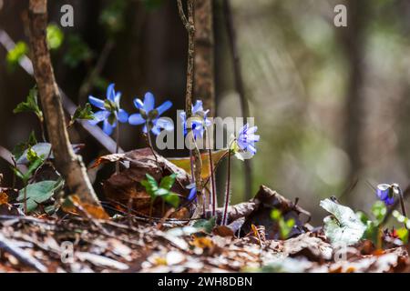 Des fleurs sauvages bleues printanières poussent dans la forêt. Hepatica Banque D'Images