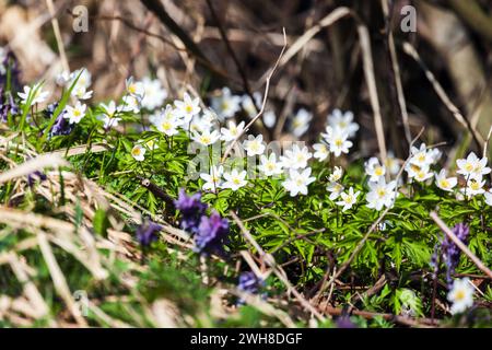 Fleurs de printemps blanches sauvages par une journée ensoleillée, Anemone nemorosa Banque D'Images