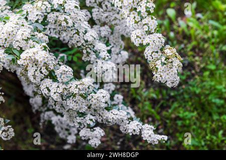 Spirea en fleur, fleurs blanches sur les branches de brousse un jour de printemps. Spiraea thunbergii Banque D'Images