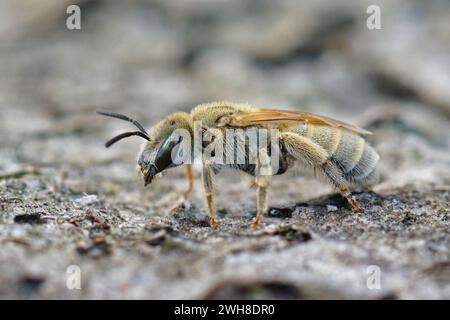 Gros plan naturel sur la femelle aux yeux verts de la mignonne et petite abeille métallisée Mealy, Vestitohalictus pollinosus assise sur du bois Banque D'Images