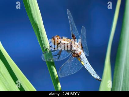 Libellule mâle chasseur à corps large (Libellula depressa) en vue latérale sur une tige Banque D'Images