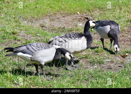 Barnacle Goose, Weißwangengans, Nonnengans, bernache nonnette, Branta leucopsis, apácalúd, Suède, Scandinavie, Europe Banque D'Images