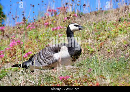 Barnacle Goose, Weißwangengans, Nonnengans, bernache nonnette, Branta leucopsis, apácalúd, Suède, Scandinavie, Europe Banque D'Images