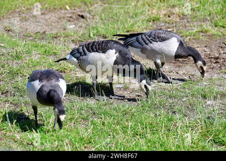 Barnacle Goose, Weißwangengans, Nonnengans, bernache nonnette, Branta leucopsis, apácalúd, Suède, Scandinavie, Europe Banque D'Images