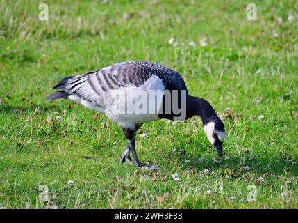 Barnacle Goose, Weißwangengans, Nonnengans, bernache nonnette, Branta leucopsis, apácalúd, Suède, Scandinavie, Europe Banque D'Images