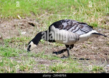 Barnacle Goose, Weißwangengans, Nonnengans, bernache nonnette, Branta leucopsis, apácalúd, Suède, Scandinavie, Europe Banque D'Images