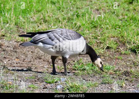 Barnacle Goose, Weißwangengans, Nonnengans, bernache nonnette, Branta leucopsis, apácalúd, Suède, Scandinavie, Europe Banque D'Images