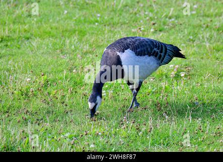 Barnacle Goose, Weißwangengans, Nonnengans, bernache nonnette, Branta leucopsis, apácalúd, Suède, Scandinavie, Europe Banque D'Images