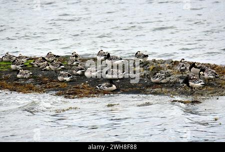 Barnacle Goose, Weißwangengans, Nonnengans, bernache nonnette, Branta leucopsis, apácalúd, Norvège, Scandinavie, Europe Banque D'Images