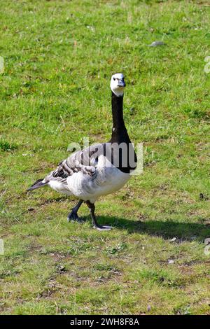 Barnacle Goose, Weißwangengans, Nonnengans, bernache nonnette, Branta leucopsis, apácalúd, Suède, Scandinavie, Europe Banque D'Images