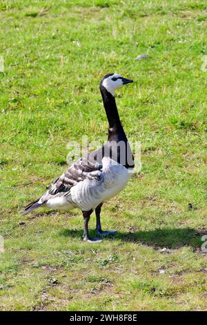 Barnacle Goose, Weißwangengans, Nonnengans, bernache nonnette, Branta leucopsis, apácalúd, Suède, Scandinavie, Europe Banque D'Images