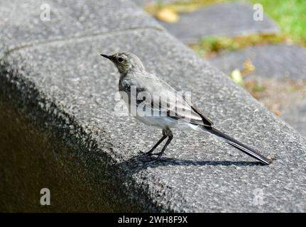 White wtail, pied wtail ou water wtail, Bachstelze, Wippsteert, Bergeronnette grise, Motacilla alba, barázdabillegető, Norvège, Europe Banque D'Images