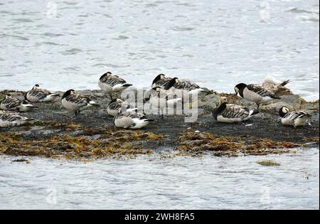 Barnacle Goose, Weißwangengans, Nonnengans, bernache nonnette, Branta leucopsis, apácalúd, Norvège, Scandinavie, Europe Banque D'Images