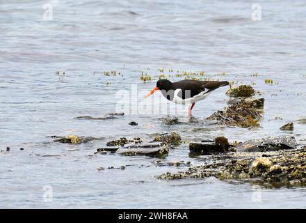 Eurasien Oystercatcher, Austernfischer, Huîtrier tarte, Haematopus ostralegus, csigaforgató, Norvège, Scandinavie, Europe Banque D'Images