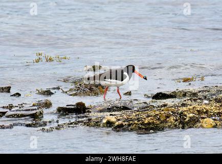 Eurasien Oystercatcher, Austernfischer, Huîtrier tarte, Haematopus ostralegus, csigaforgató, Norvège, Scandinavie, Europe Banque D'Images