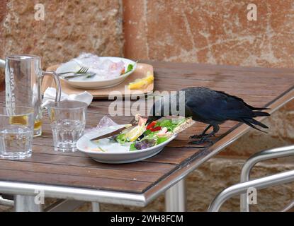 WESTERN Jackdaw, Eurasian Jackdaw, European Jackdaw, Dohle, Choucas des tours, Corvus monedula, csóka, Suède, Scandinavie, Europe Banque D'Images