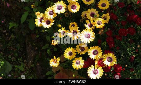 Lit de fleurs de jardin de printemps avec la floraison Cape Daisy Banque D'Images