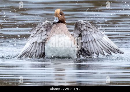 Wigeon, réserve naturelle de Blashford Lakes, Hampshire, Royaume-Uni Banque D'Images