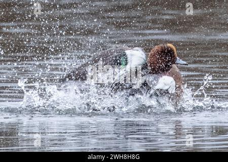 Wigeon, réserve naturelle de Blashford Lakes, Hampshire, Royaume-Uni Banque D'Images