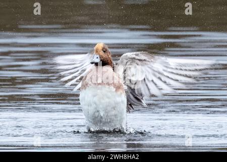 Wigeon, réserve naturelle de Blashford Lakes, Hampshire, Royaume-Uni Banque D'Images