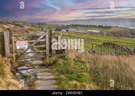 07.02.2024 Hebden Bridge, West Yorkshire, Royaume-Uni. Panneau indiquant « attention vaches avec veaux » à côté d'une ferme sur la Calderdale Way au-dessus de Todmorden Banque D'Images