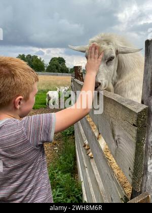 Garçon touche la tête de chèvre sur la ferme ou le ranch, foyer sélectif. Élevage de chèvres Banque D'Images