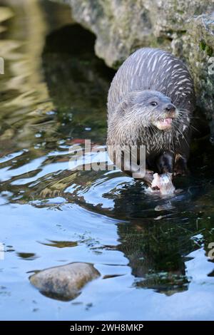 Loutre asiatique à petites griffes (Aonyx cinereus) Banque D'Images