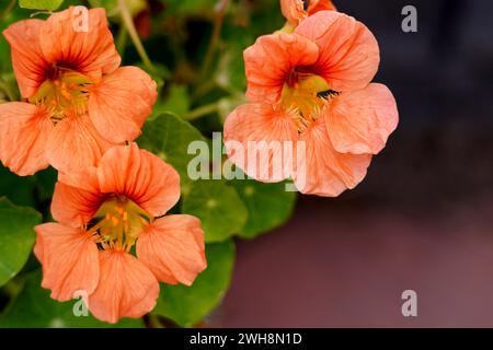 Gros plan de plantes compagnons comestibles de fleurs de nasturtium cultivées comme cultures pièges pour jardins potagers. Banque D'Images