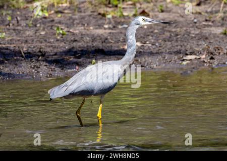 Héron australien à face blanche à la recherche de nourriture au bord de la rivière Banque D'Images