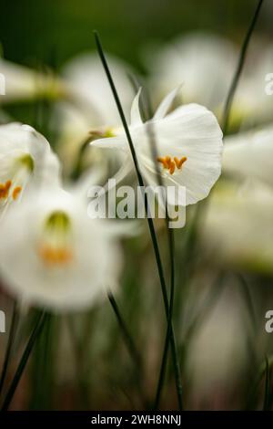 Vraiment belle Narcissus Romieuxii subsp. Albidus. Gros plan naturel, haute résolution, portrait de plante à fleurs. Séduisant, étonnant, époustouflant, Banque D'Images