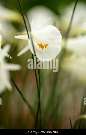 Vraiment belle Narcissus Romieuxii subsp. Albidus. Gros plan naturel, haute résolution, portrait de plante à fleurs. Séduisant, étonnant, époustouflant, Banque D'Images