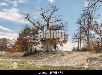 Stark arbres d'automne sur une rive sablonneuse avec des racines exposées Banque D'Images