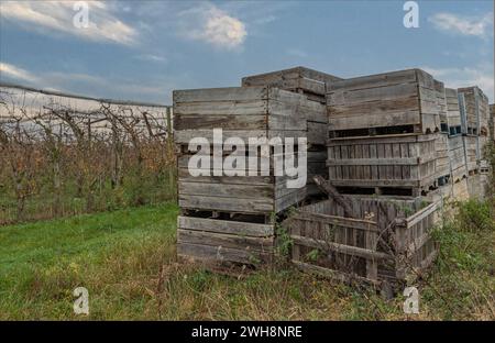 Boîtes en bois utilisées pour le transport des fruits dans le champ jetés par le fruitier Banque D'Images