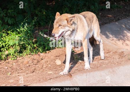 Loup gris en forêt sur l'herbe verte. Le loup, Canis lupus, également connu sous le nom de loup gris ou loup gris, est un grand canin originaire de l'Eurasie et du Nord Banque D'Images