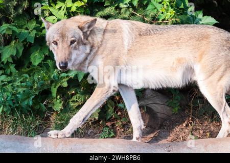Loup gris en forêt sur l'herbe verte. Le loup, Canis lupus, également connu sous le nom de loup gris ou loup gris, est un grand canin originaire de l'Eurasie et du Nord Banque D'Images