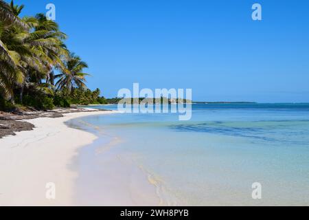 Une plage parfaite au paradis avec ciel bleu, eau claire et palmiers sur le nord Ambergris Caye, Belize, Amérique centrale. Banque D'Images