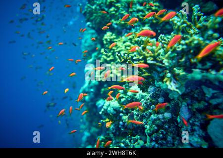 La beauté du monde sous-marin - Pseudanthias squamipinnis - goldies de mer - belle, étonnante richesse de la vie sous-marine - grands et petits poissons - s. Banque D'Images
