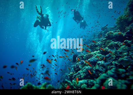 La beauté du monde sous-marin - Pseudanthias squamipinnis - goldies de mer - belle, étonnante richesse de la vie sous-marine - grands et petits poissons - s. Banque D'Images
