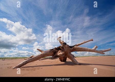 Tronc d'arbre Driftwood échoué sur la plage South Rustico, Île-du-Prince-Édouard, Canada. Banque D'Images