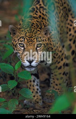 Jaguar accroupi ( Panthera ONCA ) avec un contact visuel, dans la forêt tropicale des montagnes Maya, Belize, Amérique centrale Banque D'Images