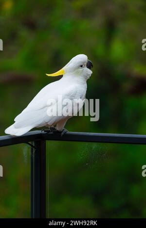 Perroquet cockatoo assis sur une rampe noire en Australie. Cacatua galerita à crête soufrée. Grand cockatoo blanc et jaune avec fond vert nature Banque D'Images