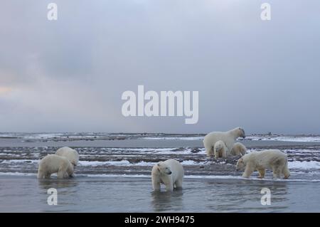 Les ours polaires Ursus maritimus sèment des sangliers dans un lagon et le long d'une île barrière kaktovik anwr Alaska Banque D'Images