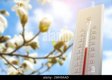 Thermomètre et arbre magnolia fleuri contre ciel bleu, vue en bas angle. Température au printemps Banque D'Images