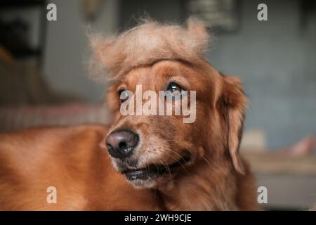 Chien Golden Retriever avec une boule de poils sur la tête. Chien drôle dans une perruque. Délestage. Banque D'Images