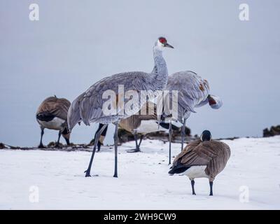 Des oiseaux de grue de Sandhill traînant avec un troupeau d'OIE du Canada sur un champ enneigé au bord du lac Banque D'Images