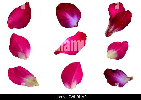 Un ensemble de pétales de gladiolus colorés isolés sur un fond blanc, chemin de détourage inclus pour une sélection facile Banque D'Images