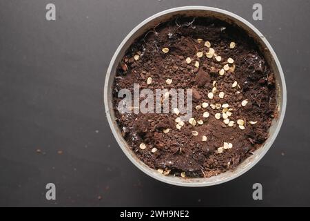 mettre une petite graine de piment fort dans une casserole avec de la terre Banque D'Images